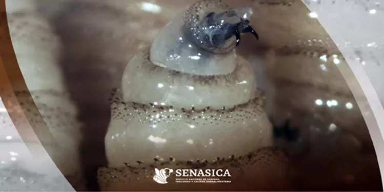 Foto: SENASICA // En casos activos, Oaxaca acumula 220, apenas por debajo de Veracruz con 264.