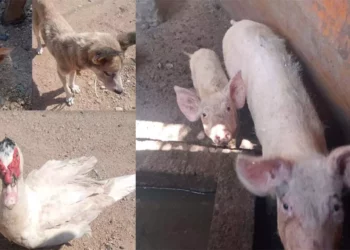 Animales rescatados en El Espinal fueron trasladados para atención veterinaria.