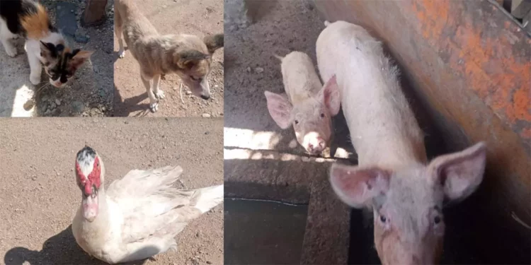 Animales rescatados en El Espinal fueron trasladados para atención veterinaria.