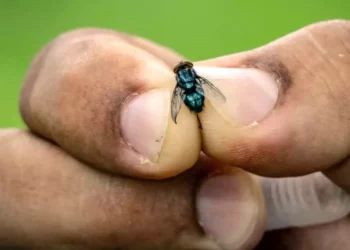 Foto: Agencias // Una simple herida es suficiente para que la mosca de la plaga deposite sus larvas y provoque una infección.
