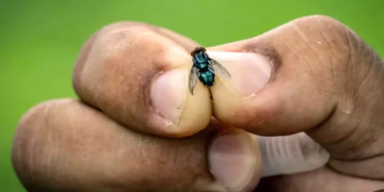 Foto: Agencias // Una simple herida es suficiente para que la mosca de la plaga deposite sus larvas y provoque una infección.