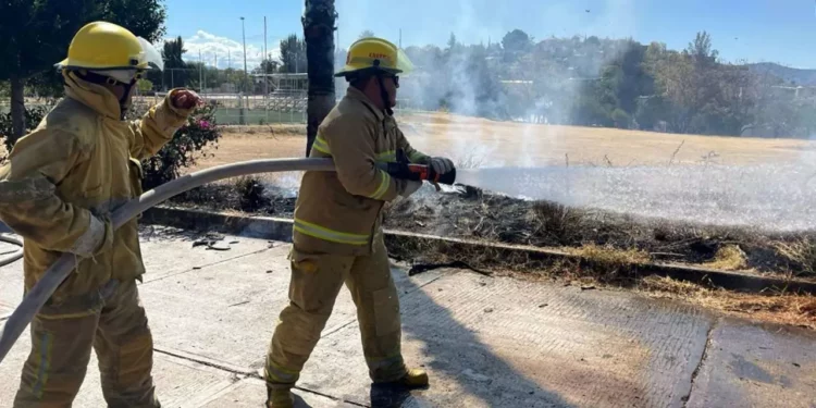Bomberos sofocaron el fuego que consumía una palmera de ocho metros en la colonia del Maestro.