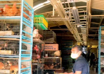 Fin de una era: no más venta de animales vivos en el Mercado de Sonora