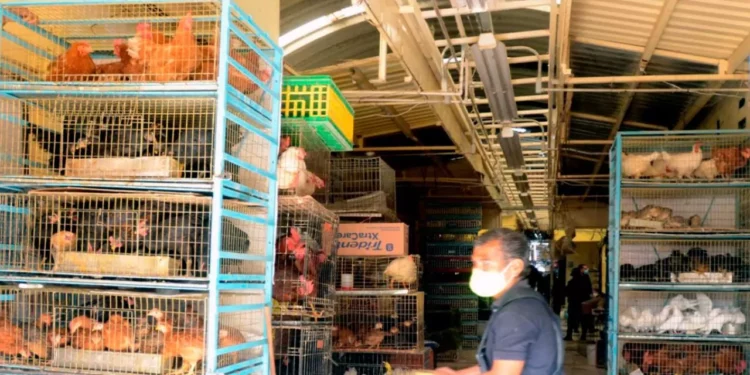 Fin de una era: no más venta de animales vivos en el Mercado de Sonora