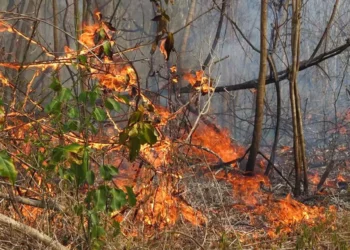 Foto: Archivo El Imparcial // En el estado de Oaxaca los incendios dañaron poco más de mil hectáreas de arbolado en 2025.