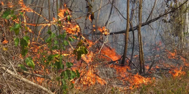 Foto: Archivo El Imparcial // En el estado de Oaxaca los incendios dañaron poco más de mil hectáreas de arbolado en 2025.