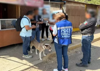 Kira fue trasladada con un perito veterinario para recibir atención médica.