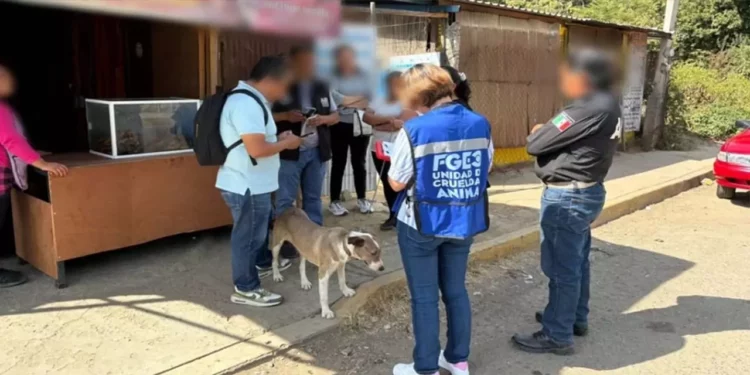Kira fue trasladada con un perito veterinario para recibir atención médica.