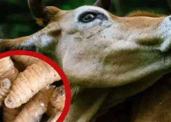 Foto: internet // La entidad acumula 1,984 casos de gusano barrenador.