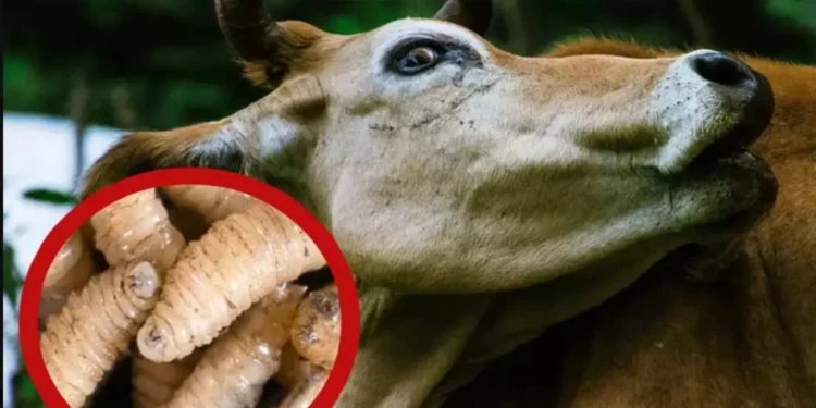 Foto: internet // La entidad acumula 1,984 casos de gusano barrenador.