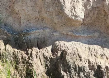 Los fragmentos de fósiles del Pleistoceno rescatados en San Sebastián Villanueva, actualmente bajo resguardo del INAH Puebla.