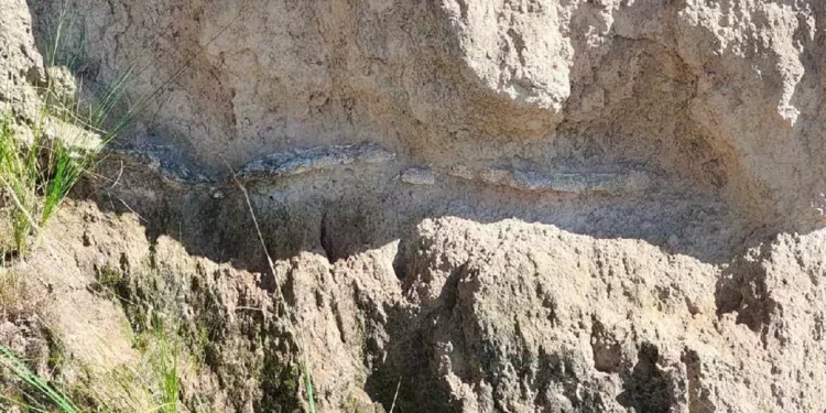 Los fragmentos de fósiles del Pleistoceno rescatados en San Sebastián Villanueva, actualmente bajo resguardo del INAH Puebla.