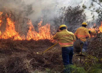 Oaxaca reporta 196 incendios forestales en el año que termina.