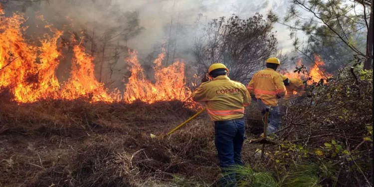Oaxaca reporta 196 incendios forestales en el año que termina.