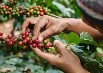 Foto: Archivo El Imparcial // Oaxaca ocupa el tercer lugar nacional en superficie sembrada con 133 mil hectáreas de café.