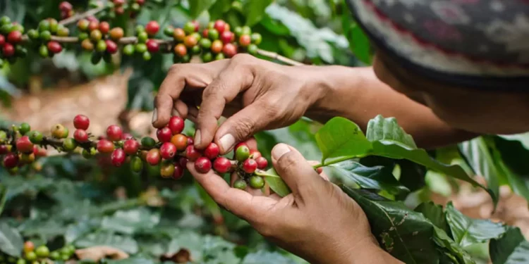 Foto: Archivo El Imparcial // Oaxaca ocupa el tercer lugar nacional en superficie sembrada con 133 mil hectáreas de café.