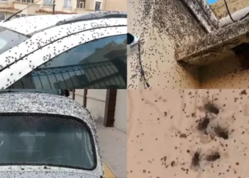 VIDEO | Pesadilla sanitaria: plaga de moscas invade fraccionamiento en Hidalgo