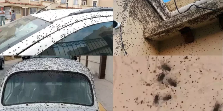 VIDEO | Pesadilla sanitaria: plaga de moscas invade fraccionamiento en Hidalgo
