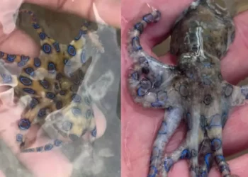 VIDEO | Turista se salva de milagro tras tocar un pulpo de anillos azules en la playa