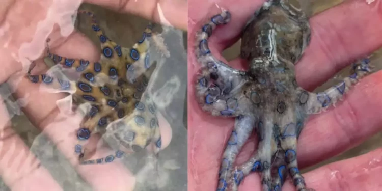 VIDEO | Turista se salva de milagro tras tocar un pulpo de anillos azules en la playa