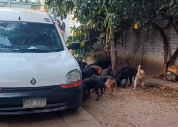 Horror en Lachigolo: Cae rastro clandestino que sacrificaba perros para vender su carne