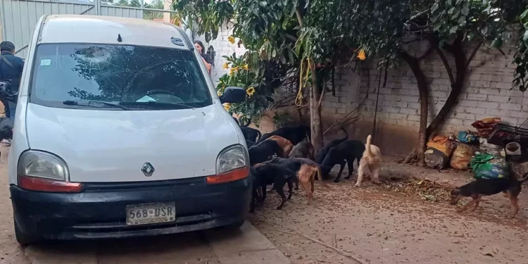 Horror en Lachigolo: Cae rastro clandestino que sacrificaba perros para vender su carne