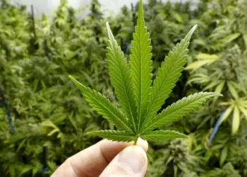 Foto: archivo // El cannabis o la marihuana pasó del 8.6 por ciento de consumo en el 2016 al 12 por ciento en el 2025.