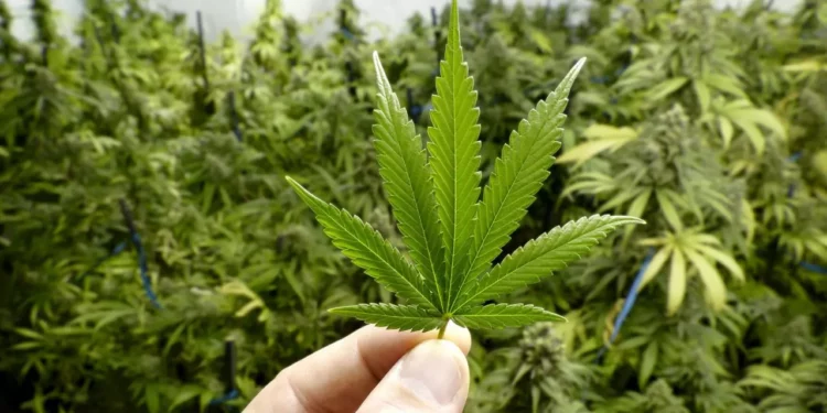Foto: archivo // El cannabis o la marihuana pasó del 8.6 por ciento de consumo en el 2016 al 12 por ciento en el 2025.
