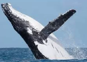 Temporada de ballenas en Oaxaca 2025: ¿cuándo verlas y qué debes saber del avistamiento invernal?