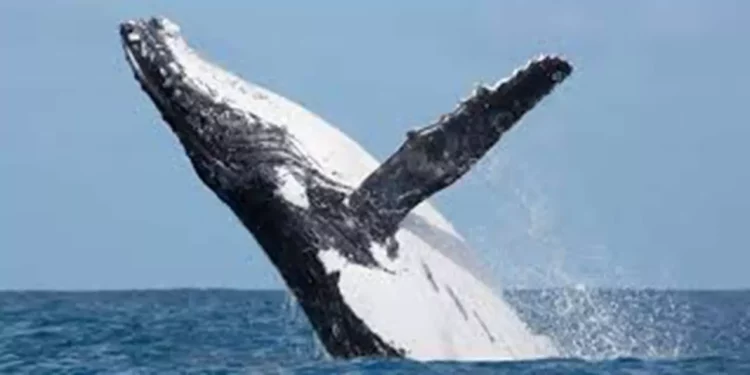 Temporada de ballenas en Oaxaca 2025: ¿cuándo verlas y qué debes saber del avistamiento invernal?