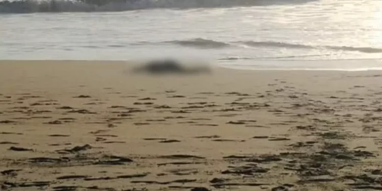 Hallan cuerpo en descomposición en playa Zicatela; autoridades investigan