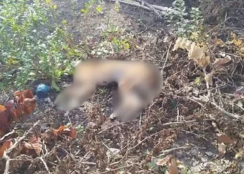Alerta en Matías Romero: vecinos denuncian envenenamiento de perros y gatos