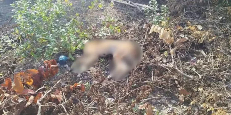 Alerta en Matías Romero: vecinos denuncian envenenamiento de perros y gatos