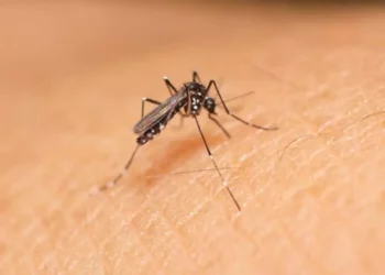 Foto: ilustrativa // En 2024, en el mismo periodo, la entidad oaxaqueña reportaba cinco personas con zika.