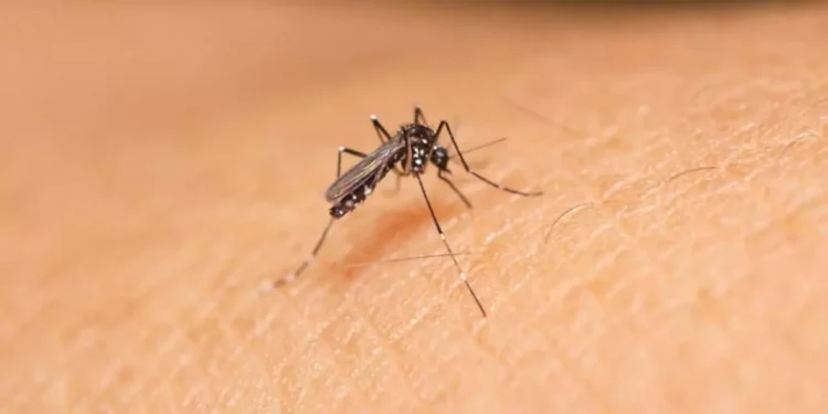 Foto: ilustrativa // En 2024, en el mismo periodo, la entidad oaxaqueña reportaba cinco personas con zika.