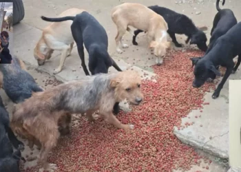 ¡Crueldad inaudita! Rescatan a 65 perritos hacinados en Lachigoló; hay un detenido