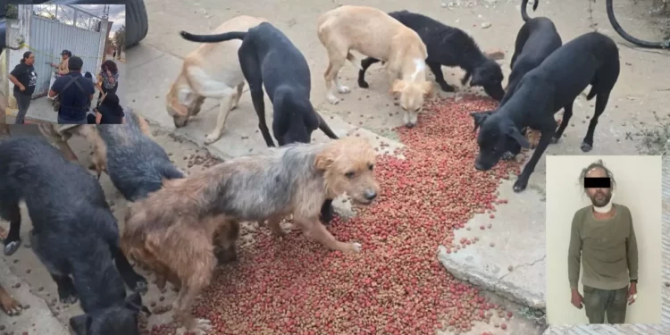 ¡Crueldad inaudita! Rescatan a 65 perritos hacinados en Lachigoló; hay un detenido
