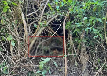 Restos humanos: Autoridades ministeriales realizan el levantamiento de fragmentos óseos encontrados en un terreno de San José Las Palmas, región Costa.