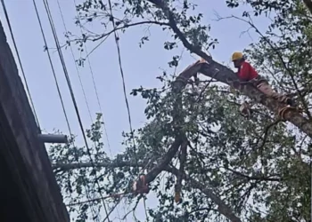 Para prevenir algún incidente, realizaron las labores para seccionar el árbol.