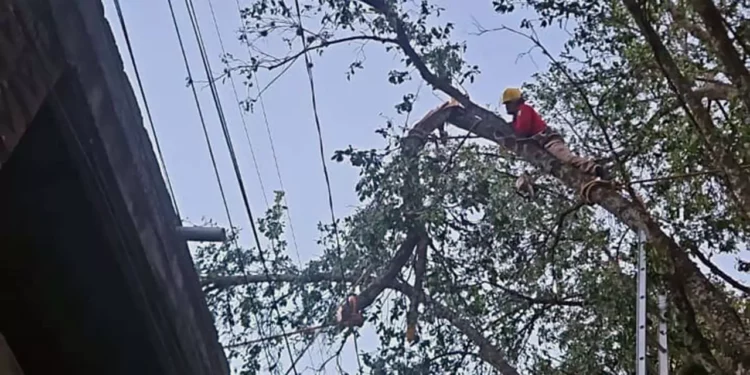 Para prevenir algún incidente, realizaron las labores para seccionar el árbol.