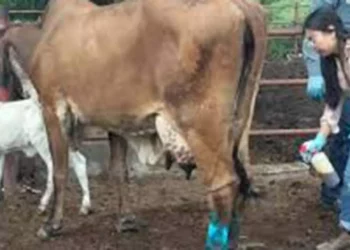 Foto: Gobierno Federal // A pesar del discurso oficial, sigue descontrolado el gusano barrenador en Oaxaca.