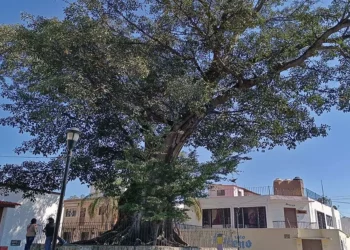 Fotos: Lisbeth Mejía Reyes // El árbol es uno de los 41 declarados como notables en el estado de Oaxaca y se estima que tiene más de 200 años.