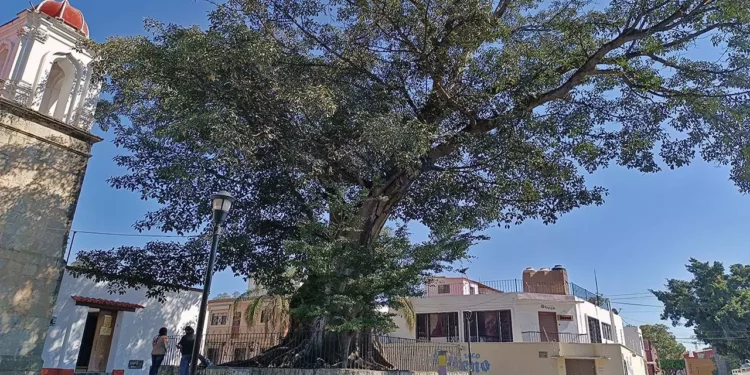 Fotos: Lisbeth Mejía Reyes // El árbol es uno de los 41 declarados como notables en el estado de Oaxaca y se estima que tiene más de 200 años.