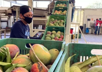 Foto: Gobierno de Oaxaca // Exportaciones de mango, bajo la mirada de inspectores de EU.