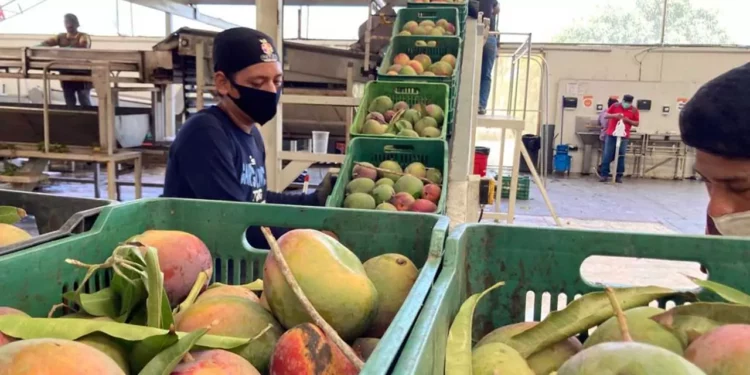 Foto: Gobierno de Oaxaca // Exportaciones de mango, bajo la mirada de inspectores de EU.