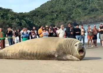 VIDEO | Panchito Cortés: el turista más grande de Playa Los Ayala