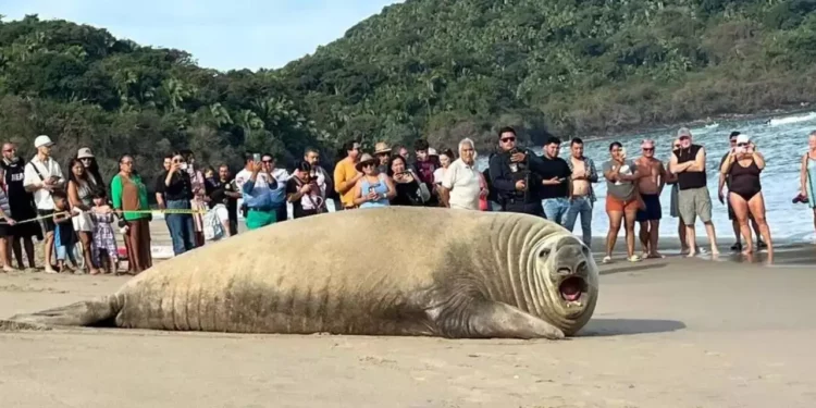 VIDEO | Panchito Cortés: el turista más grande de Playa Los Ayala