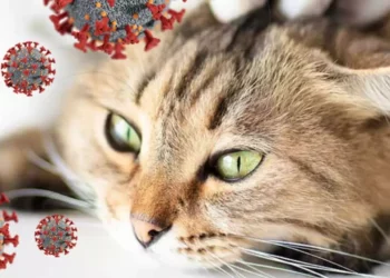 El “Covid de los gatos” prende las alertas: la panleucopenia felina preocupa al mundo veterinario