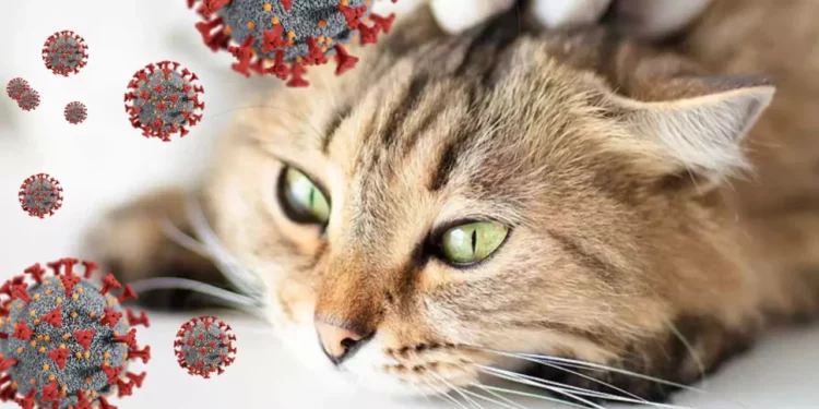 El “Covid de los gatos” prende las alertas: la panleucopenia felina preocupa al mundo veterinario
