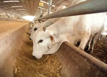 Foto: Agencias // Al cierre de 2025 el organismo federal contabilizó 16 entidades del país con esta plaga, con mayor presencia en la especie bovina.